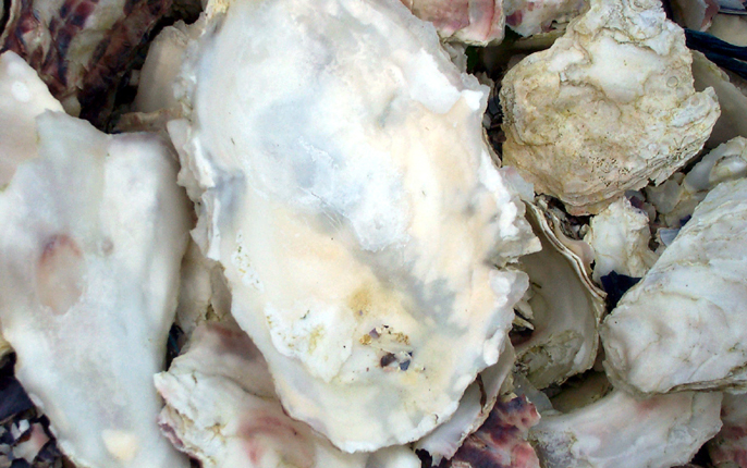 oyster-close-up.jpg
