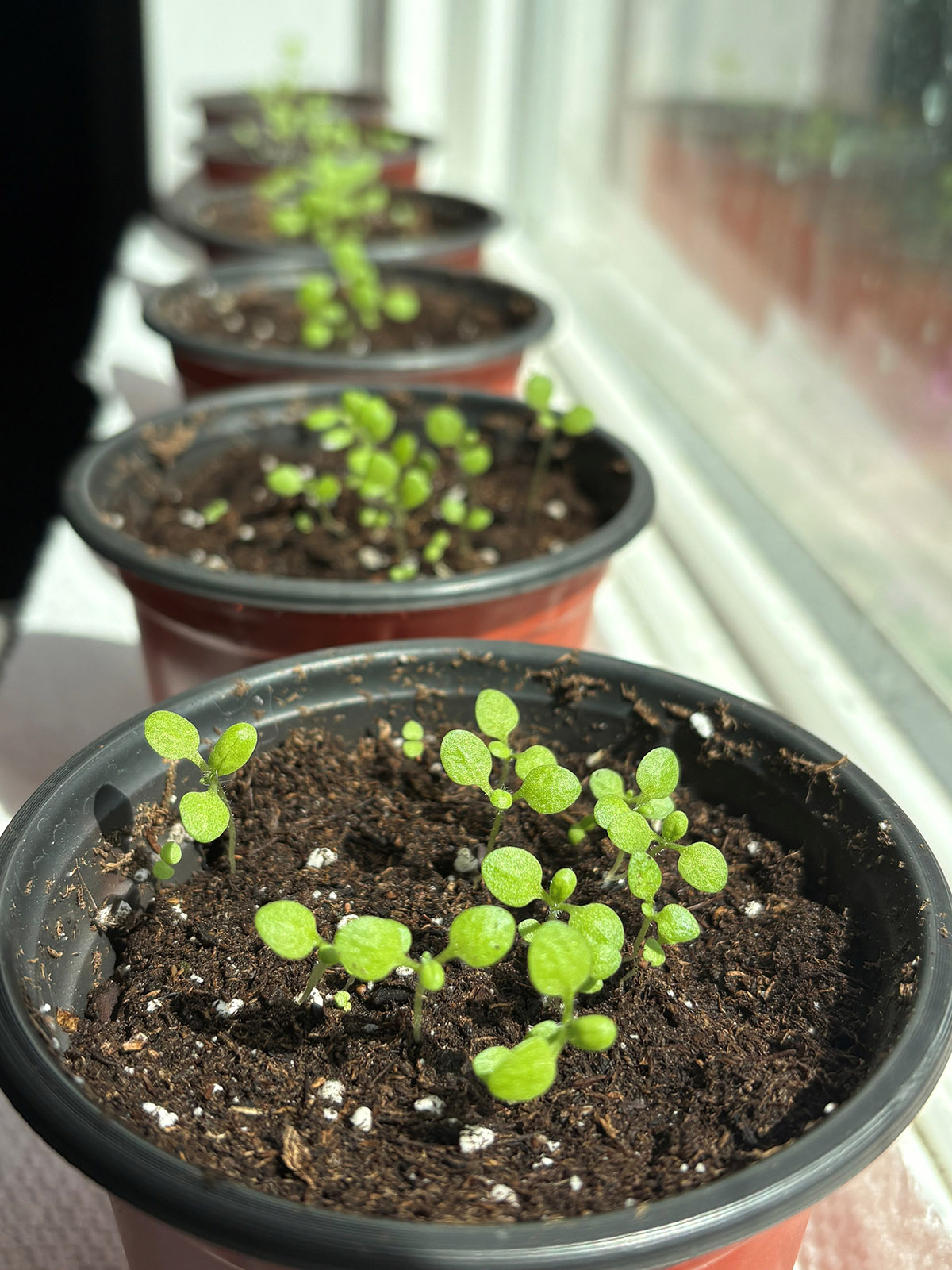 FS Seedling 3.jpg