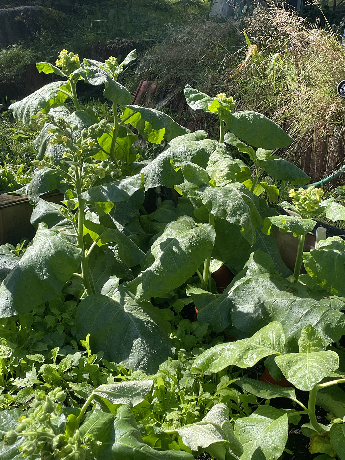 Flowering-Tobacco.png