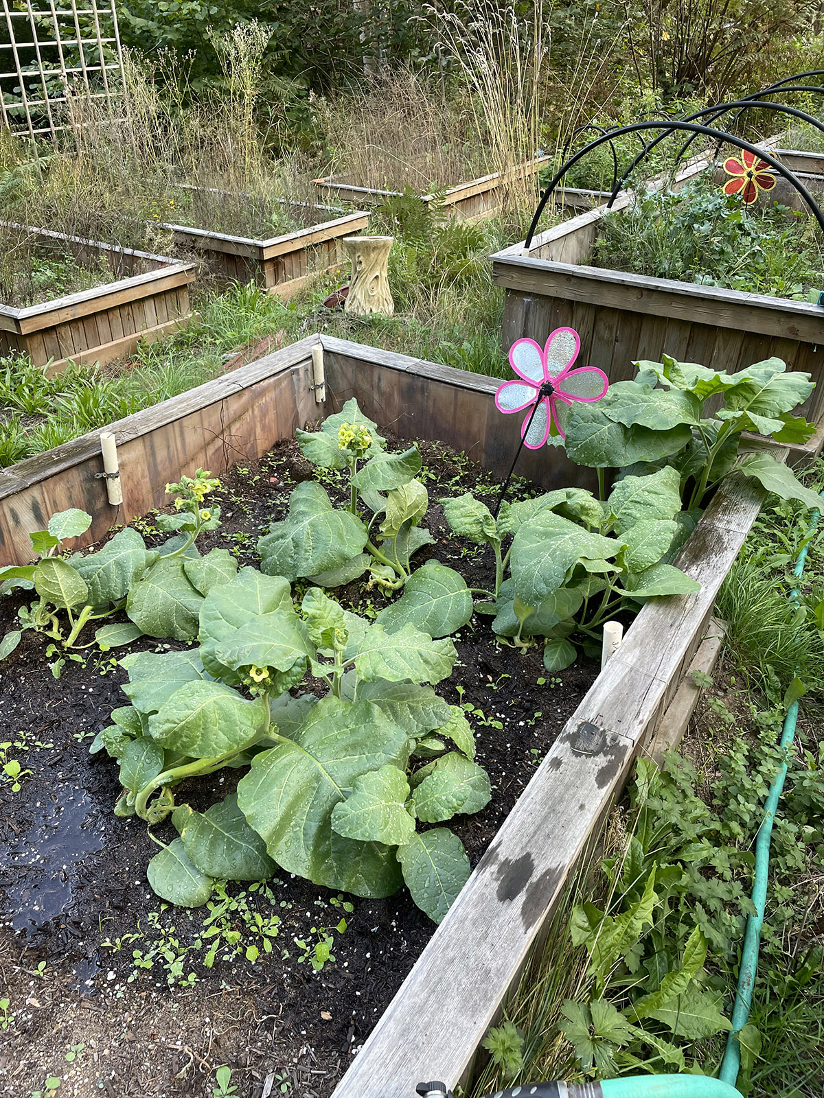Tobacco in the Garden.JPG