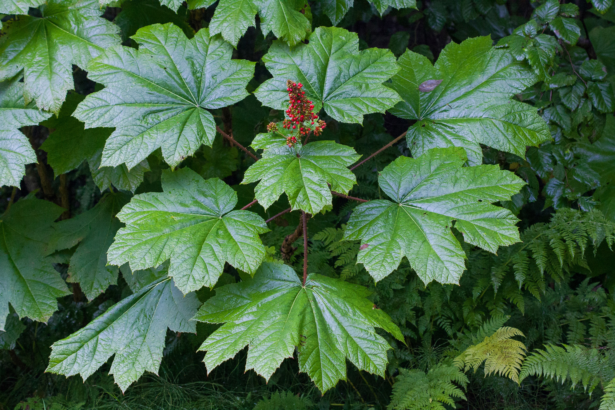 stinging-nettle.jpg